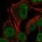 Inositol-Trisphosphate 3-Kinase B antibody, HPA072923, Atlas Antibodies, Immunofluorescence image 