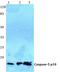 Caspase 5 antibody, A05259-2, Boster Biological Technology, Western Blot image 