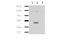 Indoleamine 2,3-Dioxygenase 2 antibody, M06002, Boster Biological Technology, Western Blot image 