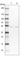 Makorin Ring Finger Protein 2 antibody, HPA037559, Atlas Antibodies, Western Blot image 