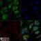 ATP Binding Cassette Subfamily A Member 1 antibody, NB400-105, Novus Biologicals, Immunocytochemistry image 