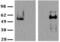 TOR antibody, 14-6981-82, Invitrogen Antibodies, Western Blot image 