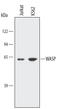WASP antibody, MAB30701, R&D Systems, Western Blot image 