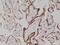  antibody, NBP2-77412, Novus Biologicals, Immunohistochemistry paraffin image 