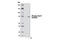 RAD17 Checkpoint Clamp Loader Component antibody, 6981S, Cell Signaling Technology, Western Blot image 