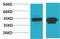 Hydroxyacid Oxidase 1 antibody, A09159, Boster Biological Technology, Western Blot image 