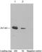 C-X-C Motif Chemokine Ligand 10 antibody, LS-C51070, Lifespan Biosciences, Western Blot image 