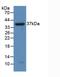 Nuclear Factor Kappa B Subunit 2 antibody, LS-C300272, Lifespan Biosciences, Western Blot image 