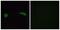Olfactory Receptor Family 2 Subfamily J Member 2 antibody, PA5-38217, Invitrogen Antibodies, Immunofluorescence image 