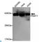 Protein Arginine Methyltransferase 1 antibody, LS-C813096, Lifespan Biosciences, Western Blot image 