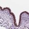 Transmembrane Protein 250 antibody, HPA066070, Atlas Antibodies, Immunohistochemistry frozen image 