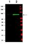 MDM2 Proto-Oncogene antibody, GTX48728, GeneTex, Western Blot image 