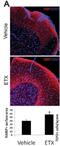 Myelin Basic Protein antibody, NB600-717, Novus Biologicals, Immunocytochemistry image 