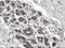 Pyridoxamine 5'-Phosphate Oxidase antibody, LS-C173287, Lifespan Biosciences, Immunohistochemistry frozen image 