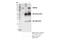 WD Repeat Domain 59 antibody, 53385S, Cell Signaling Technology, Immunoprecipitation image 