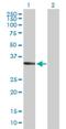 Sarcoglycan Delta antibody, H00006444-B01P, Novus Biologicals, Western Blot image 