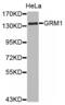 Glutamate Metabotropic Receptor 1 antibody, abx002156, Abbexa, Western Blot image 