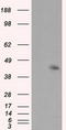 MCL1 Apoptosis Regulator, BCL2 Family Member antibody, LS-C115080, Lifespan Biosciences, Western Blot image 