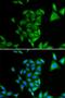 Phytanoyl-CoA 2-Hydroxylase antibody, orb247355, Biorbyt, Immunofluorescence image 