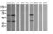 TRNA Methyltransferase 2 Homolog A antibody, LS-C174176, Lifespan Biosciences, Western Blot image 