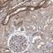 Interleukin-11 receptor subunit alpha antibody, NBP2-31997, Novus Biologicals, Immunohistochemistry frozen image 