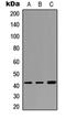 Apolipoprotein B MRNA Editing Enzyme Catalytic Subunit 3C antibody, orb234761, Biorbyt, Western Blot image 