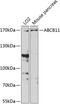 ATP Binding Cassette Subfamily B Member 11 antibody, 23-603, ProSci, Western Blot image 