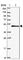 Sorting nexin-5 antibody, HPA051187, Atlas Antibodies, Western Blot image 