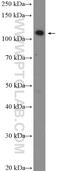 TAO Kinase 1 antibody, 26250-1-AP, Proteintech Group, Western Blot image 