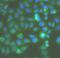 Rac Family Small GTPase 1 antibody, FNab07064, FineTest, Immunofluorescence image 