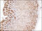 Mucin 1, Cell Surface Associated antibody, 51-090, ProSci, Immunohistochemistry frozen image 