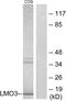 LIM Domain Only 3 antibody, PA5-38742, Invitrogen Antibodies, Western Blot image 