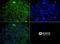 Mitogen-activated protein kinase scaffold protein 1 antibody, NBP1-50631, Novus Biologicals, Immunofluorescence image 