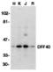 DFF40/CAD antibody, 2107, QED Bioscience, Western Blot image 