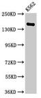 FYVE, RhoGEF And PH Domain Containing 6 antibody, CSB-PA761649EA01HU, Cusabio, Western Blot image 
