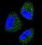 Polo Like Kinase 2 antibody, orb107633, Biorbyt, Immunofluorescence image 