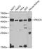 Protein C Receptor antibody, GTX64467, GeneTex, Western Blot image 