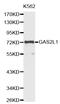 Growth Arrest Specific 2 Like 1 antibody, LS-C331935, Lifespan Biosciences, Western Blot image 