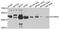 StAR Related Lipid Transfer Domain Containing 3 antibody, A7776, ABclonal Technology, Western Blot image 