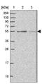 Cyclin J Like antibody, NBP2-14461, Novus Biologicals, Western Blot image 