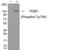 ITGB1 antibody, AP55840PU-N, Origene, Western Blot image 