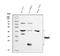 Cathepsin L antibody, A01589-3, Boster Biological Technology, Western Blot image 