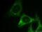Midkine antibody, 11009-1-AP, Proteintech Group, Immunofluorescence image 