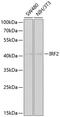 Interferon Regulatory Factor 2 antibody, 18-709, ProSci, Western Blot image 