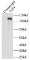 Fucosyltransferase 9 antibody, FNab03247, FineTest, Immunoprecipitation image 