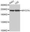 Myosin VIIA antibody, MBS129447, MyBioSource, Western Blot image 