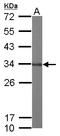 Glyoxalase Domain Containing 4 antibody, LS-C185623, Lifespan Biosciences, Western Blot image 