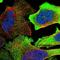 EHHADH antibody, NBP1-84915, Novus Biologicals, Immunofluorescence image 