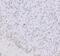FIP2 antibody, PB9343, Boster Biological Technology, Immunohistochemistry paraffin image 