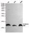 S100 Calcium Binding Protein A10 antibody, MA5-24769, Invitrogen Antibodies, Western Blot image 